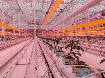“番茄工厂”年固碳200余吨 相当于植树1万棵
