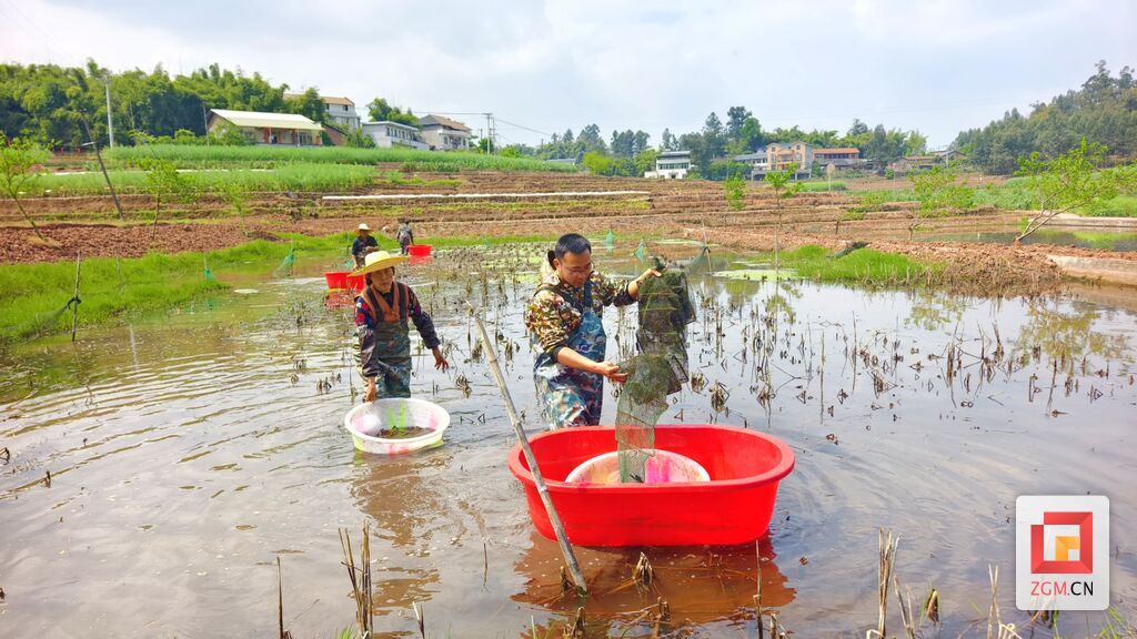沿滩区联络镇汉乡源种养殖专业合作社理事长刘杰正在捕捞龙虾 记者罗祥瑞 摄.jpg