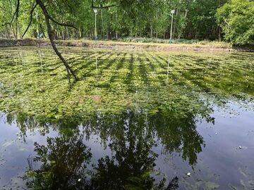 舌尖上的“绿水青山” 邛海海菜花“食在”圈粉