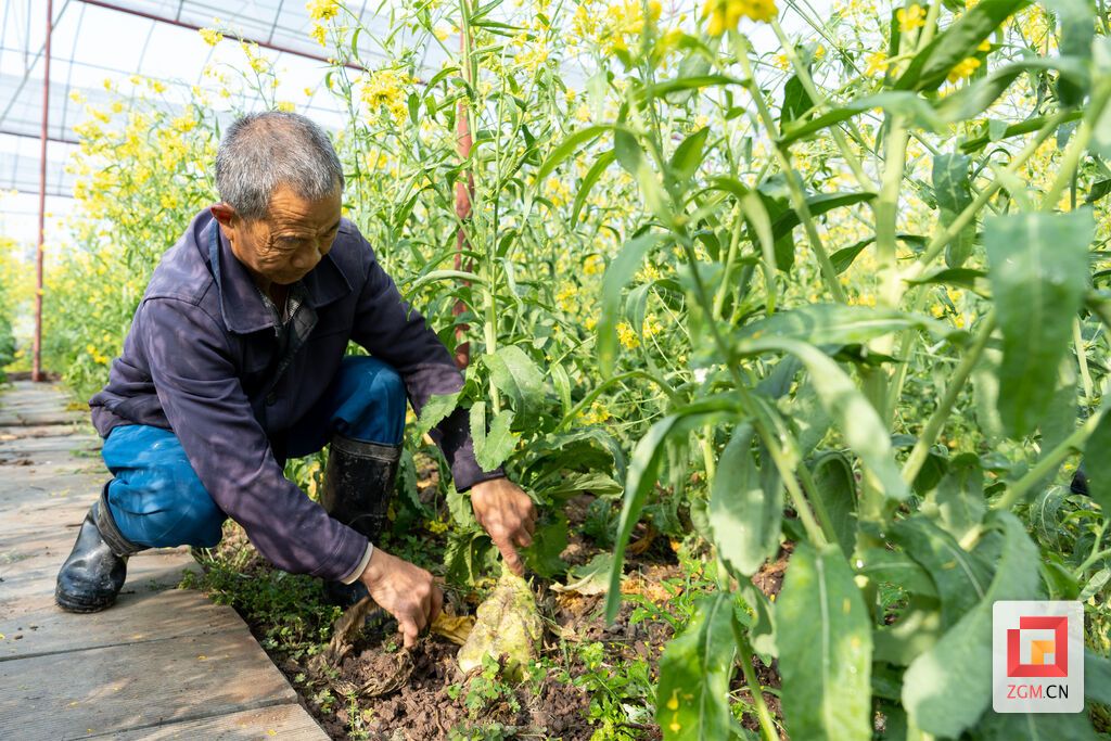 繆禮育苗大頭菜種子.jpg