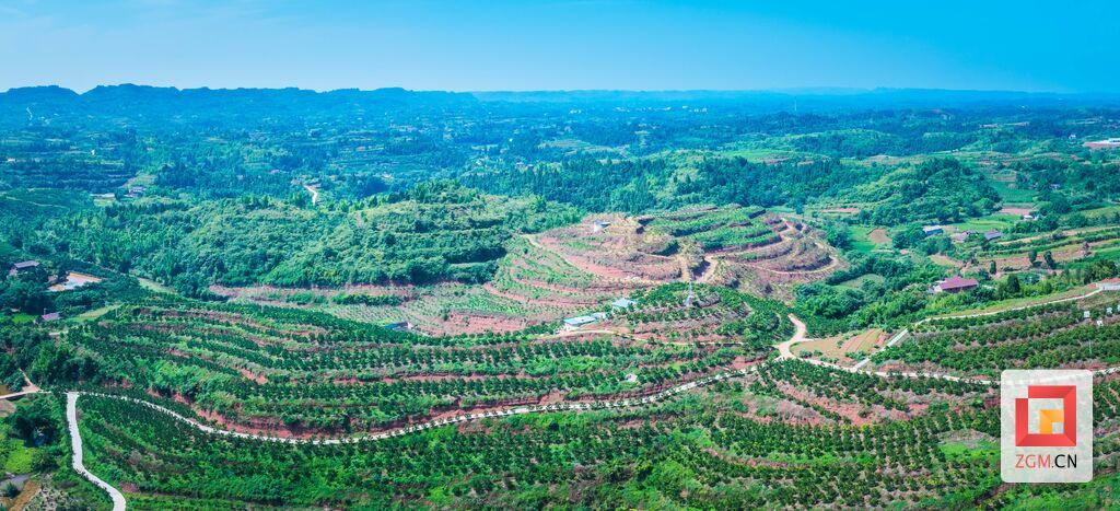 种植果树和中药材,是张家庙村山多地少难题的破题之举。宋姿熠摄.jpg