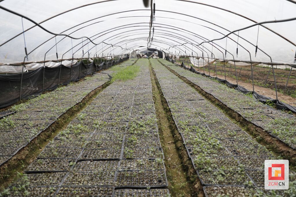 8大安區(qū)蔬菜種植基地 (3).JPG