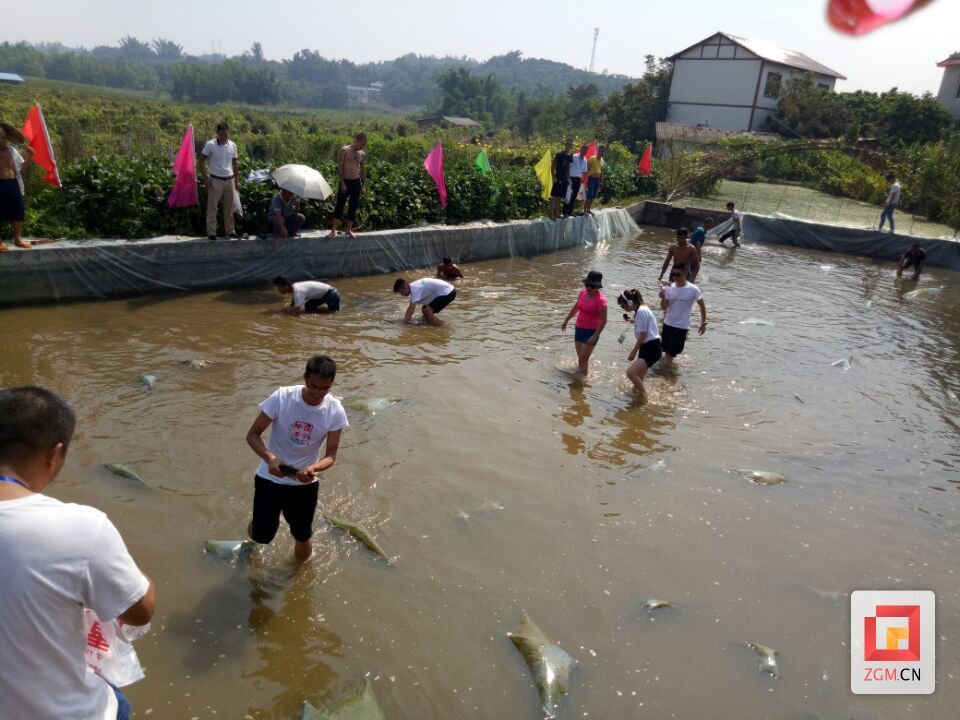 摸鱼.jpg