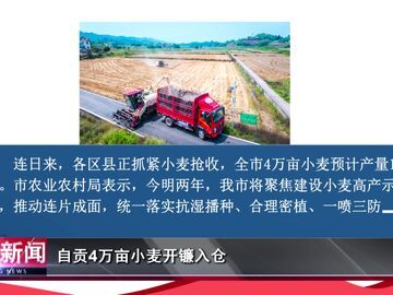 自贡新闻｜自贡4万亩小麦开镰入仓