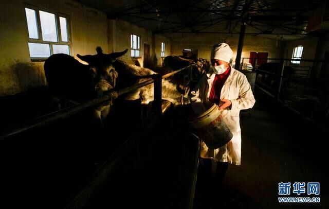 在新疆和田皮山县阔什塔格镇加依纳古特村，布威萨热·阿卜杜杰力将毛驴拴好，准备挤奶（2月4日摄）。新华社记者 赵戈 摄