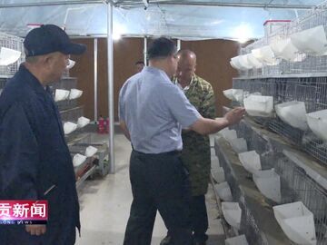 自贡新闻｜从“养殖突围”到“价值链重塑” 自贡肉兔“跃”出百亿产业链