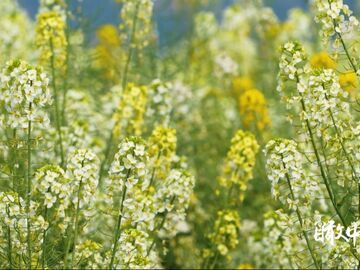 央媒看四川｜宜宾：赴一场彩色油菜花的春日之约