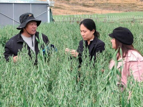 助力川西高原草旺牛肥