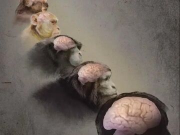 人脑为何布满“核桃纹”？科学家解析古老基因调控机制
