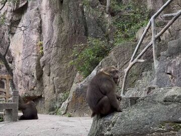 黄山西海大峡谷发生野猴伤人事件，游客被咬缝6针
