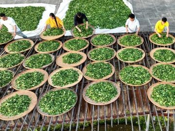 茶有哪些功效？怎么正确喝？看看专家怎么说