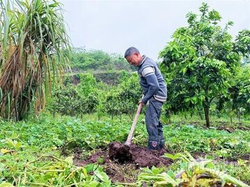 内自同城 | 春雨润田！内江农户抢抓农时忙耕作