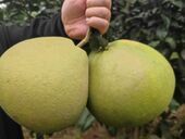 观山镇“柚”迎丰收引客来