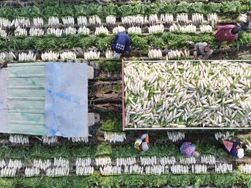 蓬溪“萝卜经”：要买可定“娃娃亲”，长的去北京圆的下广州｜城市经济学