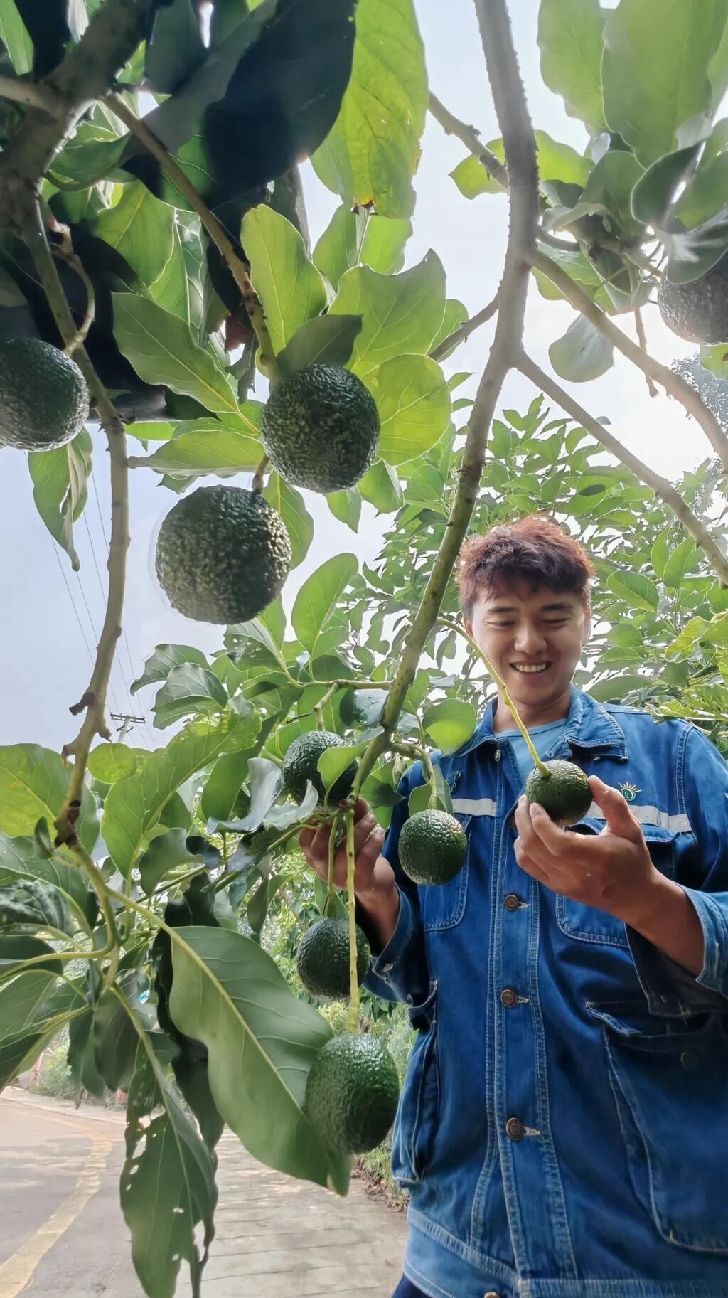 插入的图片