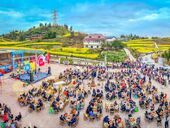 青龙湖畔花海如潮