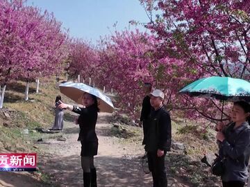 自贡新闻｜荣县保华：山樱红陌上 处处花压枝