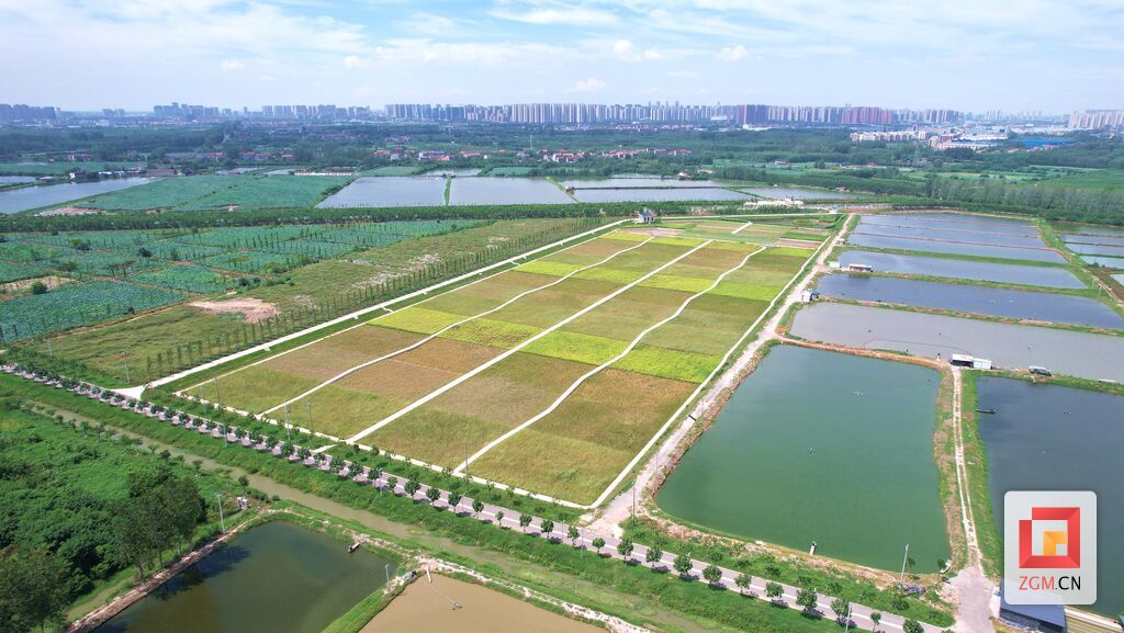 白水滩湿地绿意盎然.JPG
