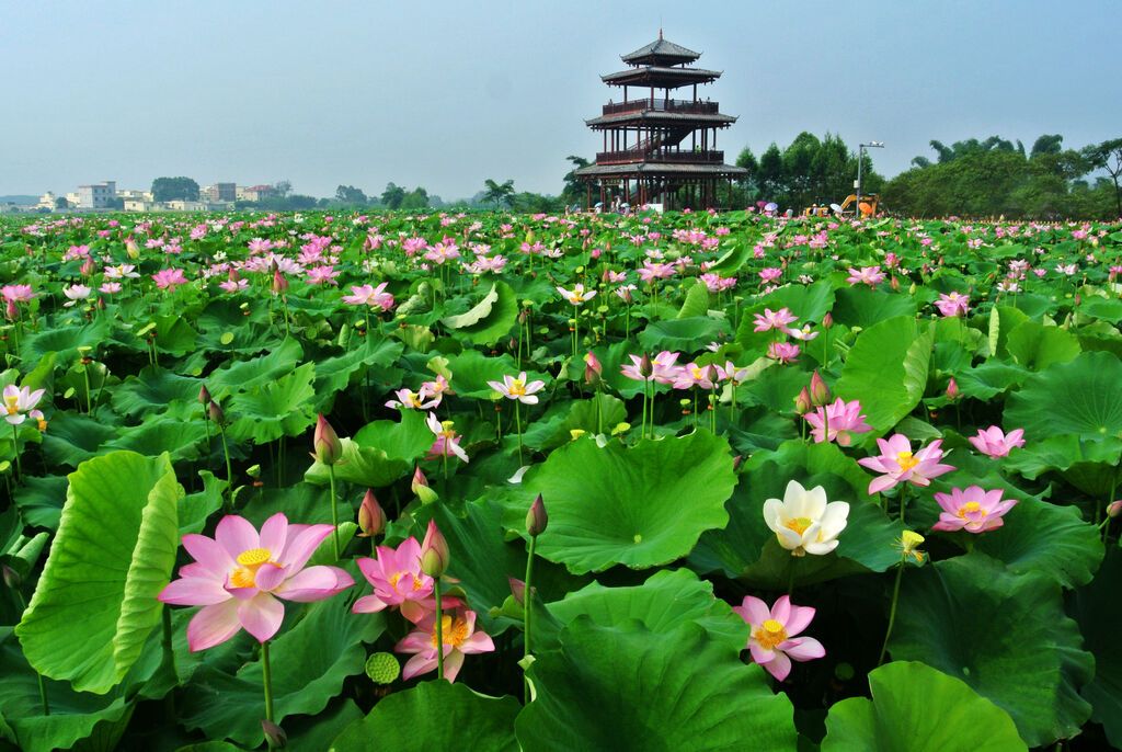 “接天莲叶无穷碧，映日荷花别样红”的AAAA级荷美覃塘景区。图片由贵港日报社提供