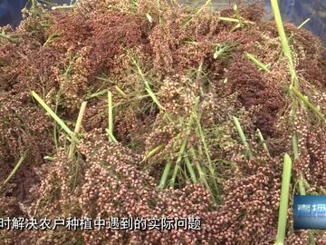 直播盐都｜自贡：订单高粱托起农户增收“金饭碗”