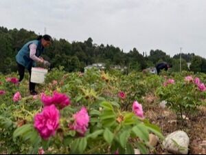 我的乡村超安逸丨八年“打磨”一朵花 雅安本土玫瑰释放产业“新信号”