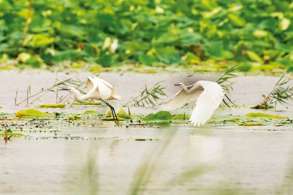 鳥兒在白洋淀水面上飛舞(2022年7月10日攝),。新華社發(fā)(李鑫攝)