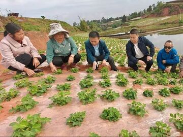 贡井五宝镇：全链发力，1.5万亩早花生“串”起振兴路