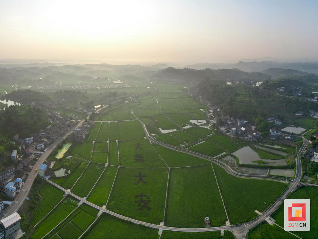 大安区国家现代农业产业园  赖晓旭 拍摄.png