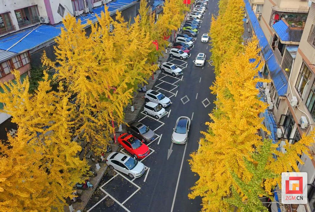 车流穿过道路两旁银杏树 记者 罗祥瑞 摄.jpg