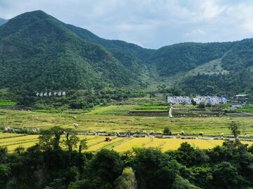 四川德昌：世界纪录产区再交新答卷，螺髻香2号亩产609.42公斤