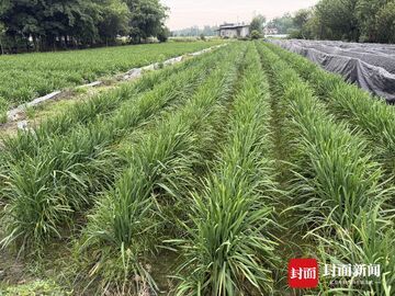 从郫都田埂到世界餐桌 这口韭黄香了成都300年｜寻找农田里的超级单品