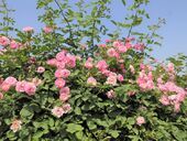 薔薇花開(kāi),，邂逅浪漫