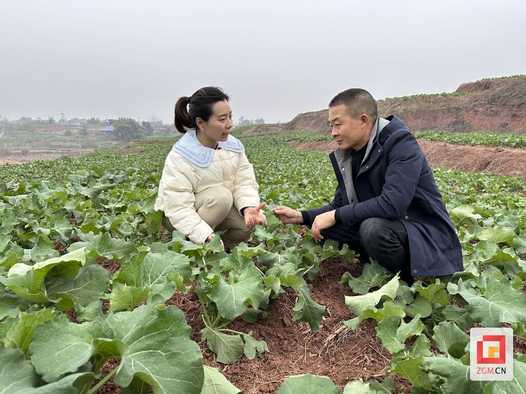 3-圖為到村集體經濟產業(yè)園查看油菜種植情況.JPG