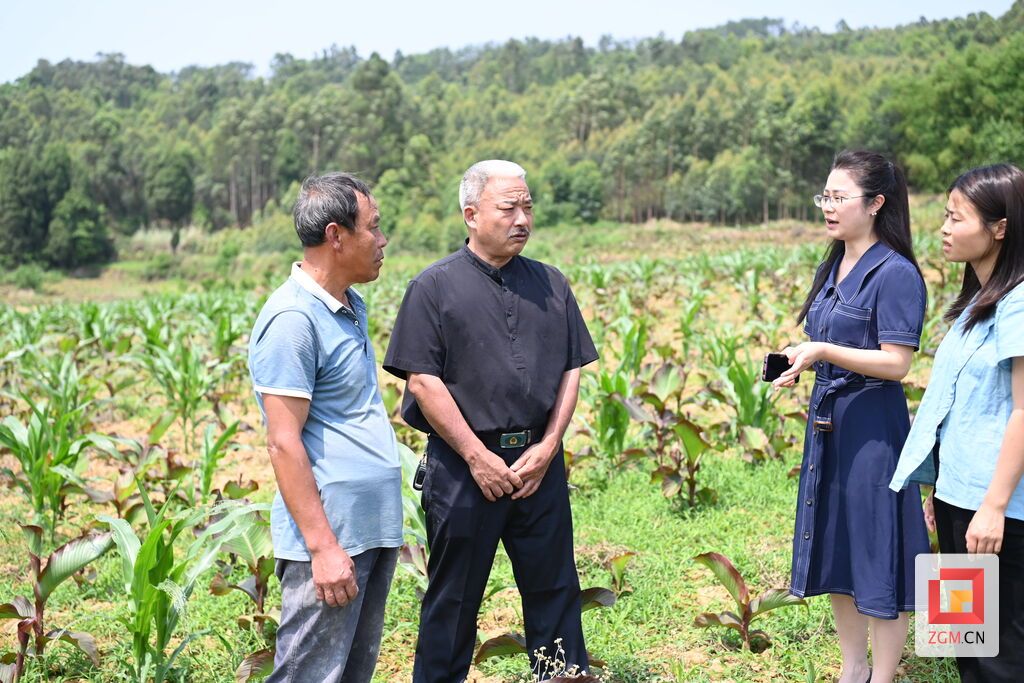 左二朱文華代表在地里察看窩芋苗長勢.jpg