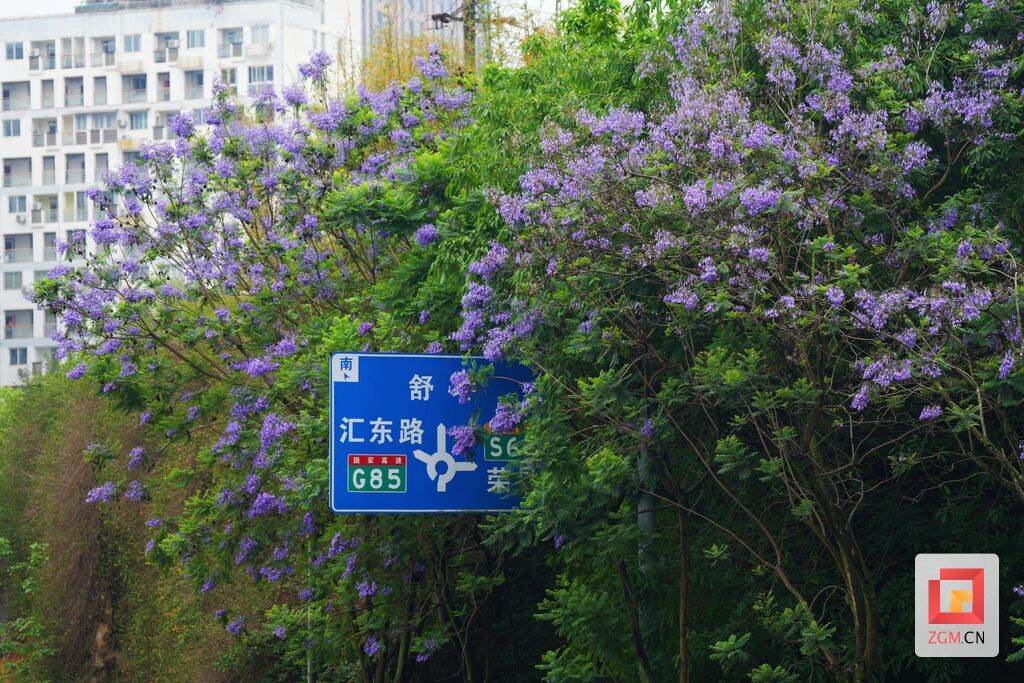 被花瓣簇拥的路牌.jpg
