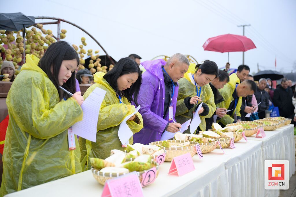 大頭菜“重量王”及“品質(zhì)王”評選活動(dòng) .jpg