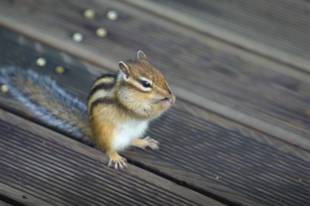 湿地公园里随处可见小松鼠等动物。（中国日报网 赵诗悦/摄）