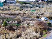 一路繁花一路春