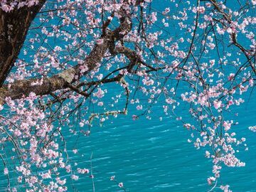 九寨沟2026年接待游客破百万，入境游客人次同比增长31.18%