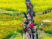 狮市镇油菜花海好惊艳