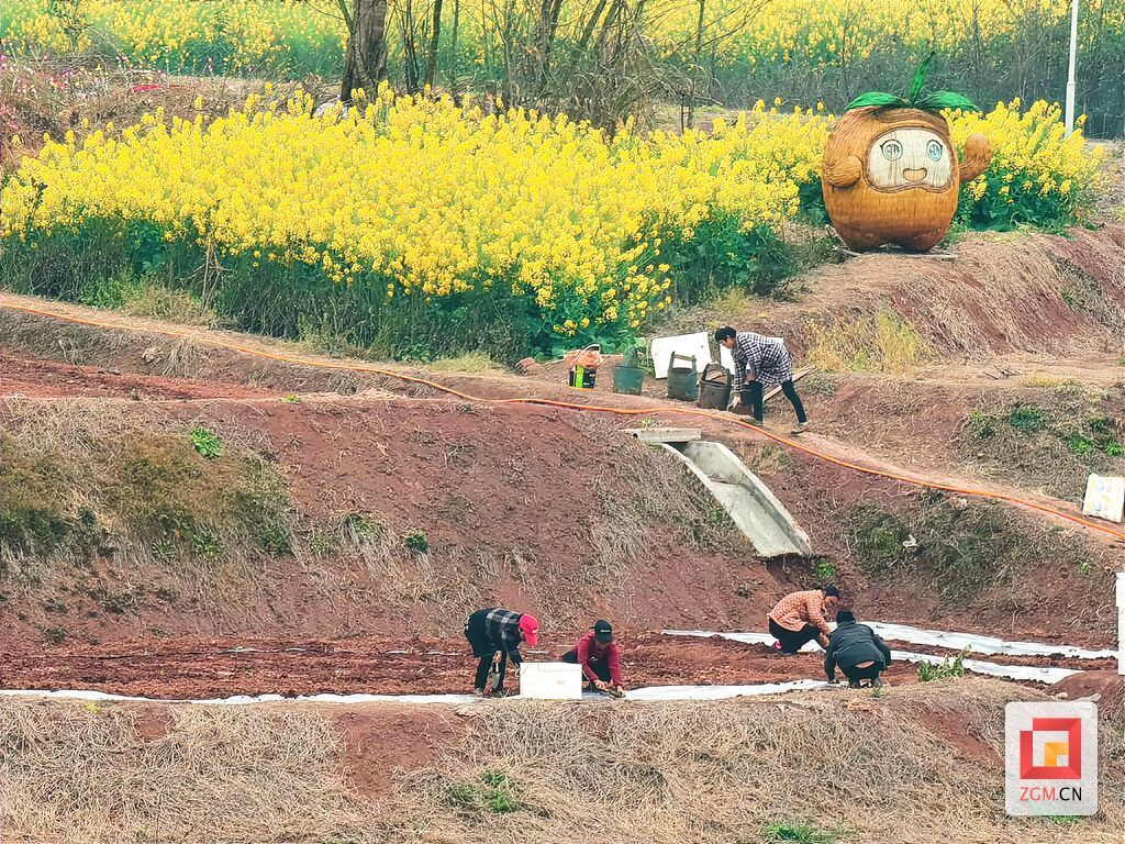 移栽西瓜苗2.jpg
