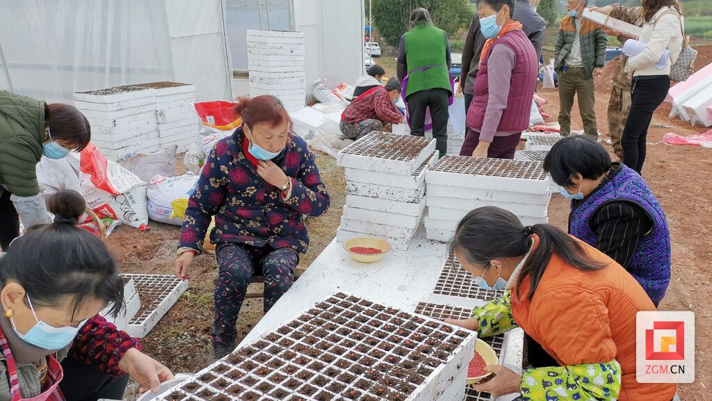 九洪乡农民抢抓农时育秧.jpg