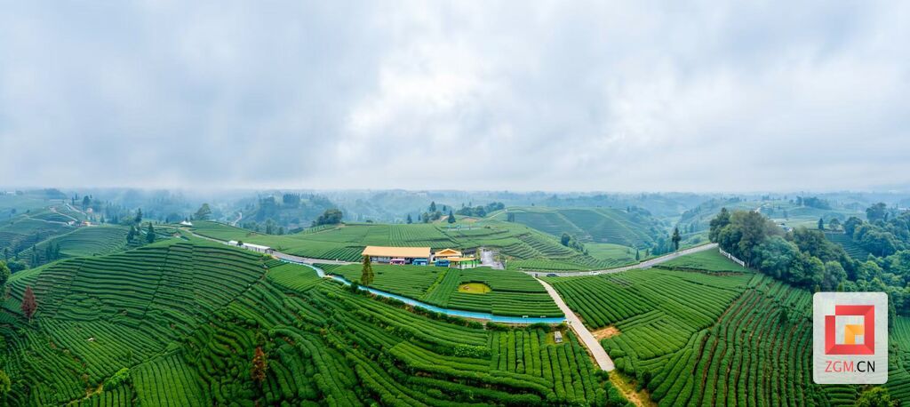 千里江山图景区茶园.jpg