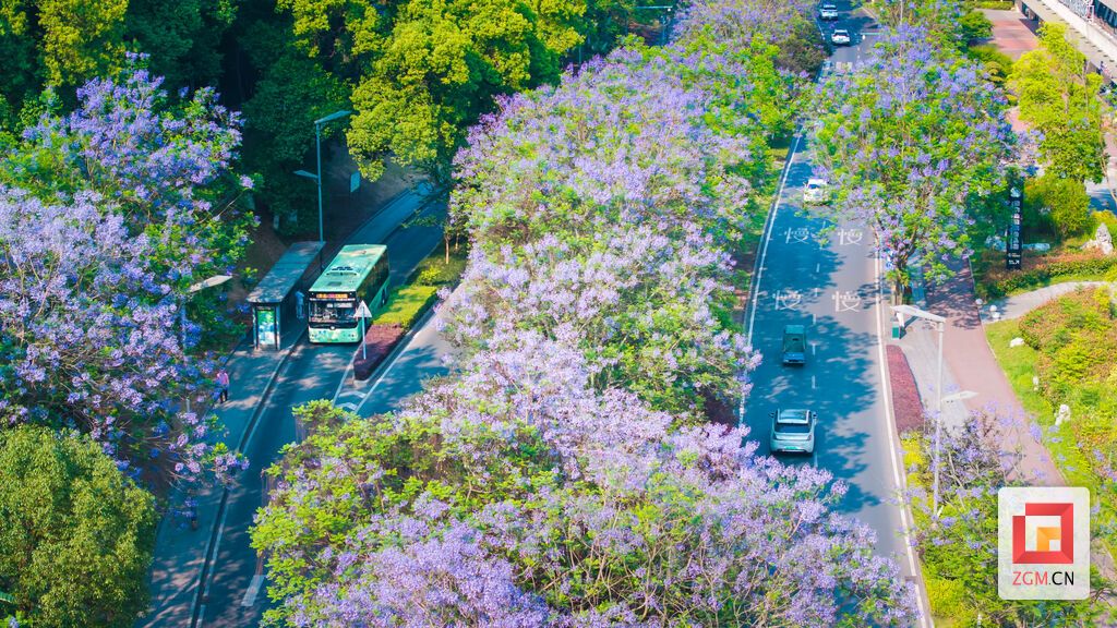 车行紫雾间，每一段通勤路都像奔赴花海。记者 宋姿熠 摄.jpg
