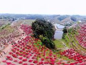 红枫深处是故乡