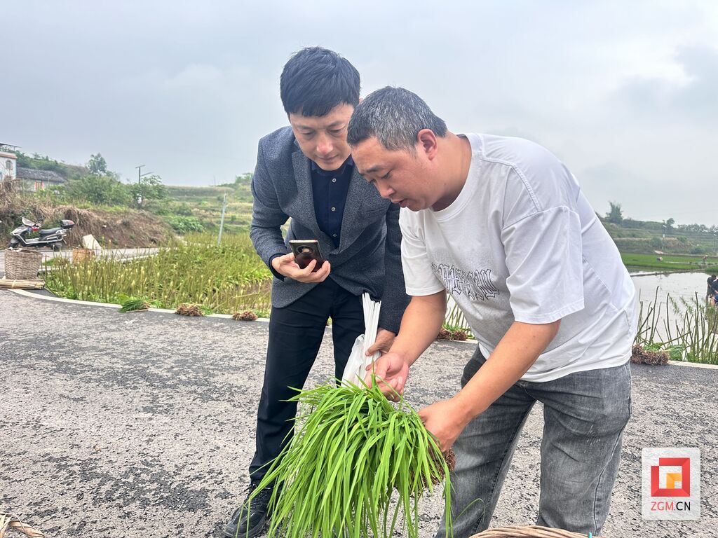 魏丕伟博士(左）查看新品种水稻秧苗情况.JPG