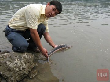 万鲟归江！他用20年送66万尾长江鲟“回家”丨身边