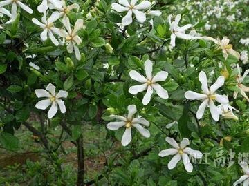 内自同城 | 白云深处栀子香——资中“苦”药材结出“甜”果实