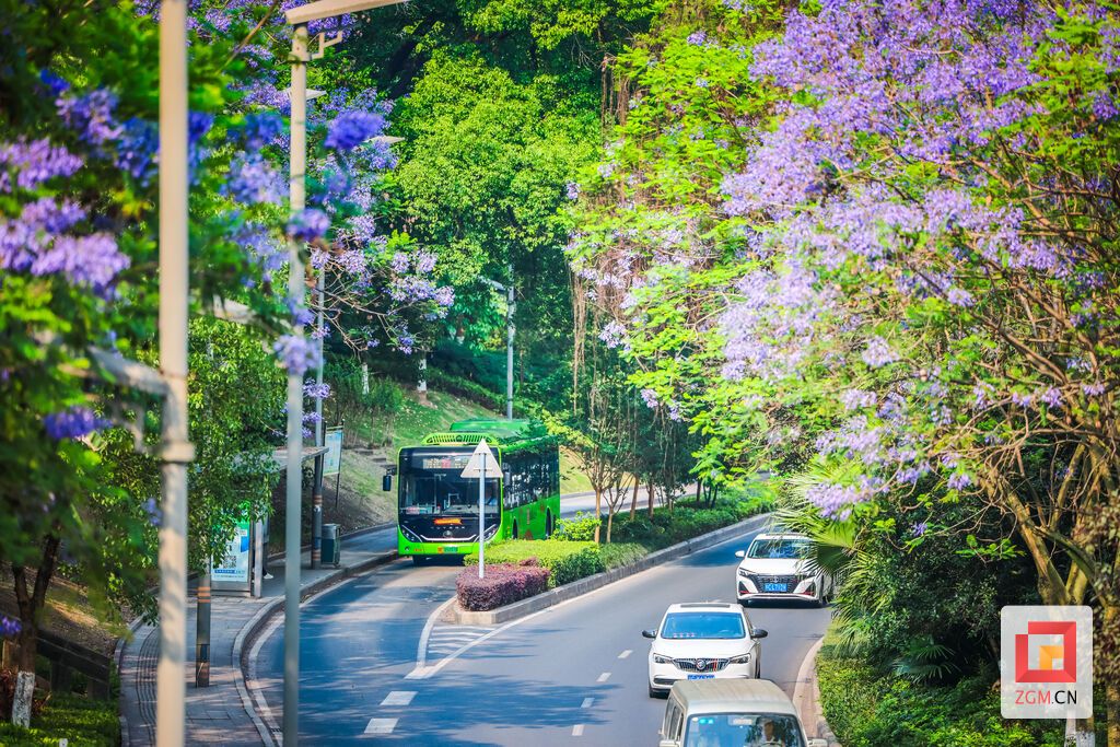 蓝花楹装点的城市通勤路 记者 宋姿熠 摄.jpg