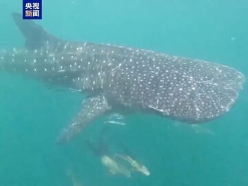 “鲸”喜现身 最大鱼类鲸鲨现身海南文昌海域